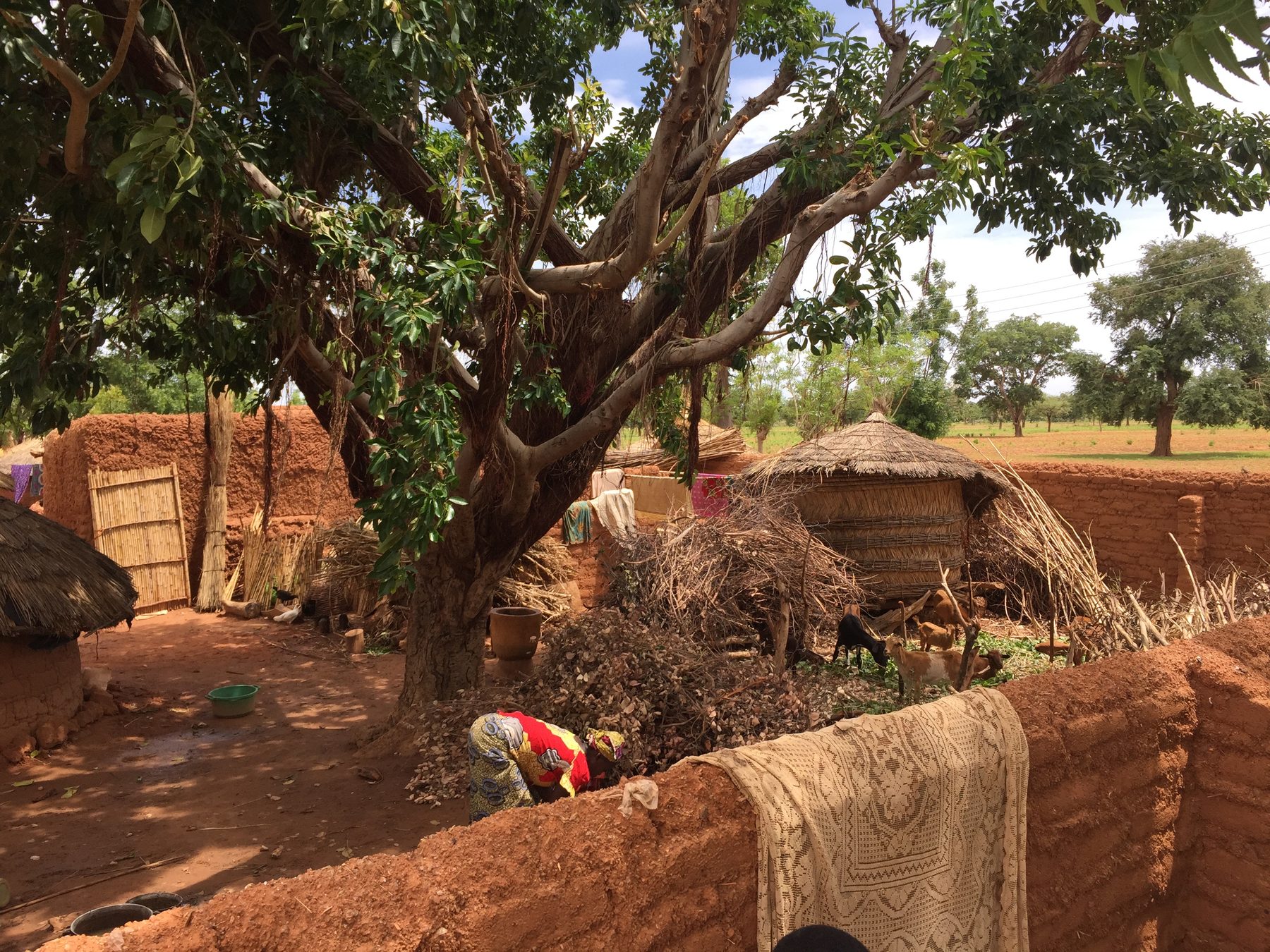A rural family compound with a shade tree, grain store, and grazing goats